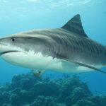Risque requin à Cuba